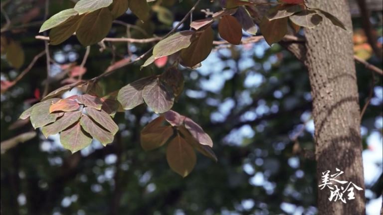 進(jìn)行毛發(fā)移植需要預(yù)備多長(zhǎng)時(shí)間